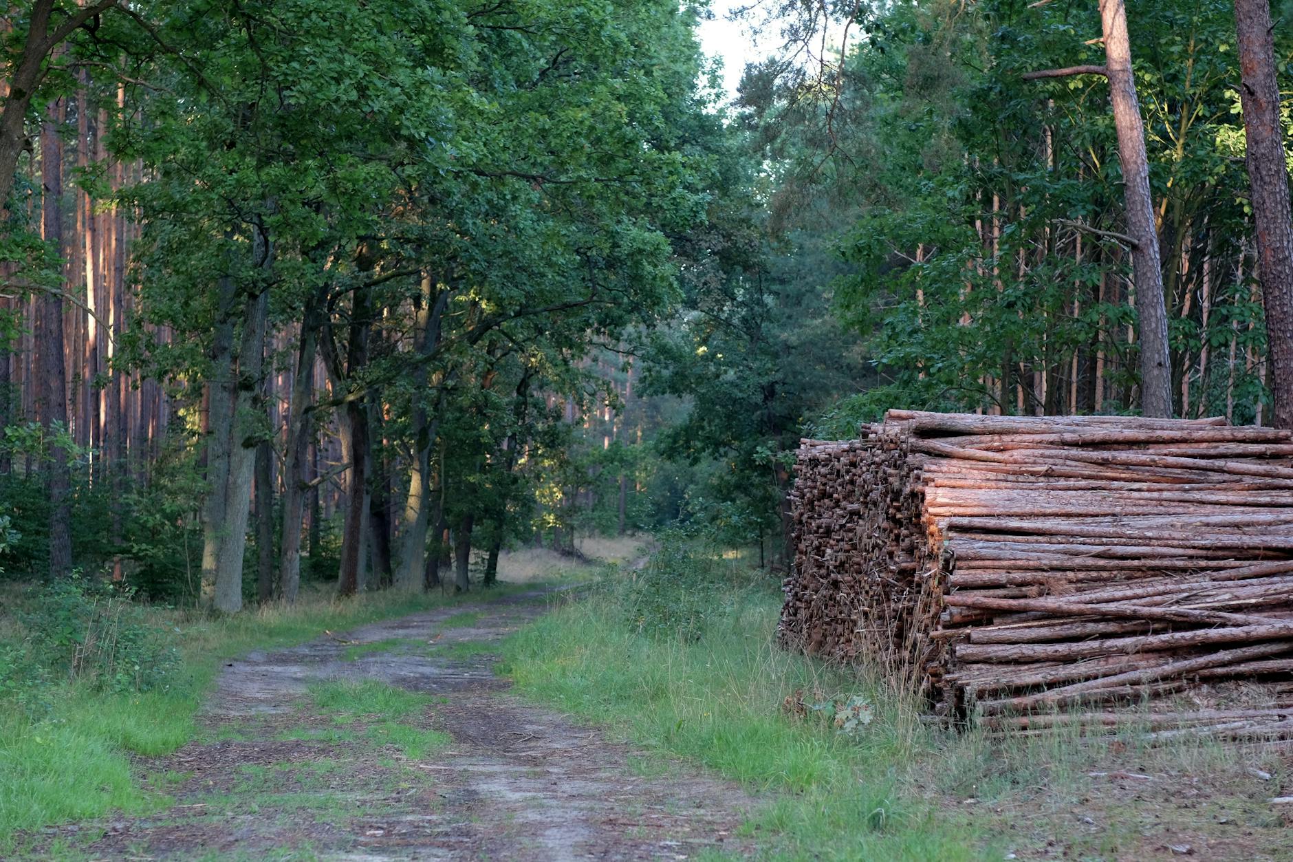 Mapa Leszna z zaznaczonymi punktami infrastruktury usługowej, analiza infrastruktury Leszna